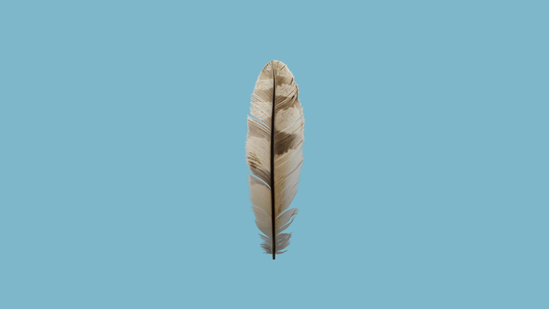 feather - Feather - 3D model by Lunarsection 3d model