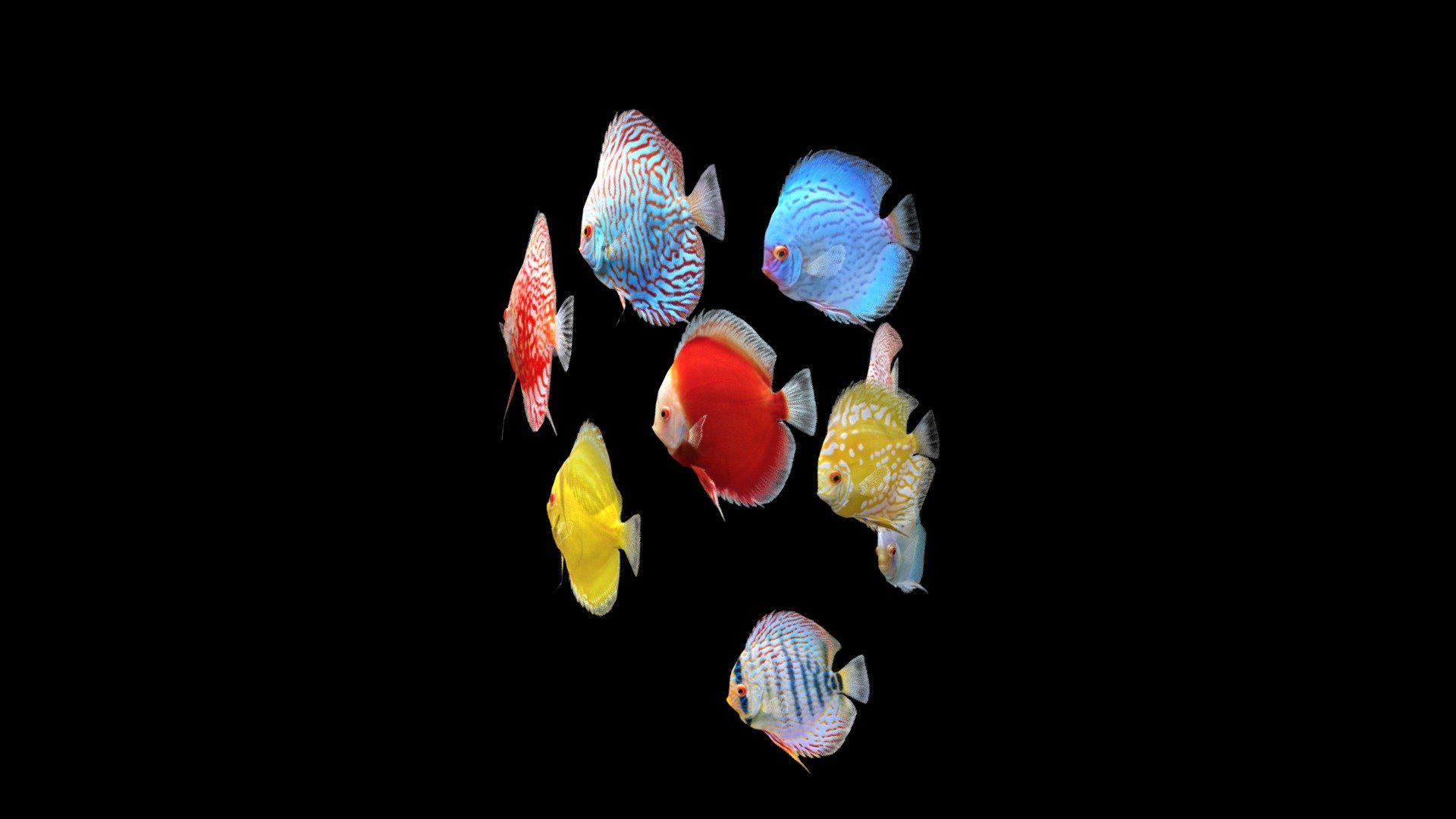 Before purchasing this model, you can free download Emperor Angelfish and try to import it. 



The realistic model of Discus fish. 

This animation has a loop 2335 frames (1min 18 sec). These fish were created in Maya. Each fish has 3 type of textures (albedo, metallic, normal).



The pack includes 9 animated Discus fish



1 Discus Albino Millennium Gold

2 Discus Albino Snakeskin

3 Discus Brilliant Turquoise

4 Discus Checkerboard Pigeon

5 Discus Heckel Cross

6 Discus Leopard Red Spotted

7 Discus Red Passion

8 Discus Red Map Checkerboard

9 Discus Yellow Marlboro



Dear Blender Users If you have any problems importing into a Blender, please email me, this problem is solved 3d model