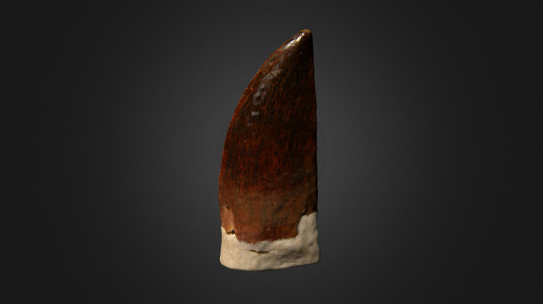 A tooth crown of an undescribed Abelisaurid.

Location: Kem Kem Beds, Morocco

Age: Cenomanian, Late Cretaceous

Length: 1.9 cm - Abelisaurid Tooth - 3D model by Olof Moleman (@lordtrilobite) 3d model