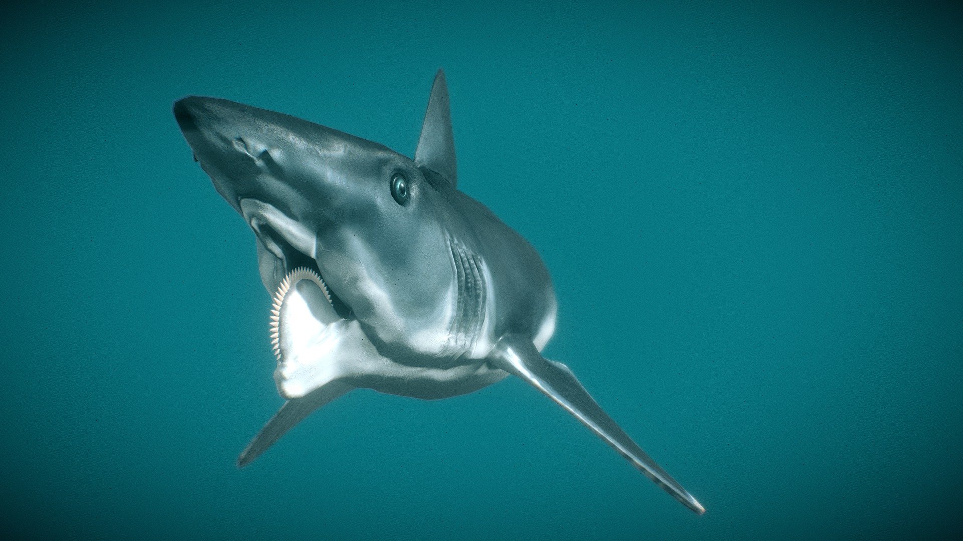 Helicoprion Bessonowi is a species eugeneodont fish that lived during the Early Permian(290–270 million years ago). Fossils of Helicoprion Bessonowi have been found in Russia, Japan, and Kazakhstan 3d model