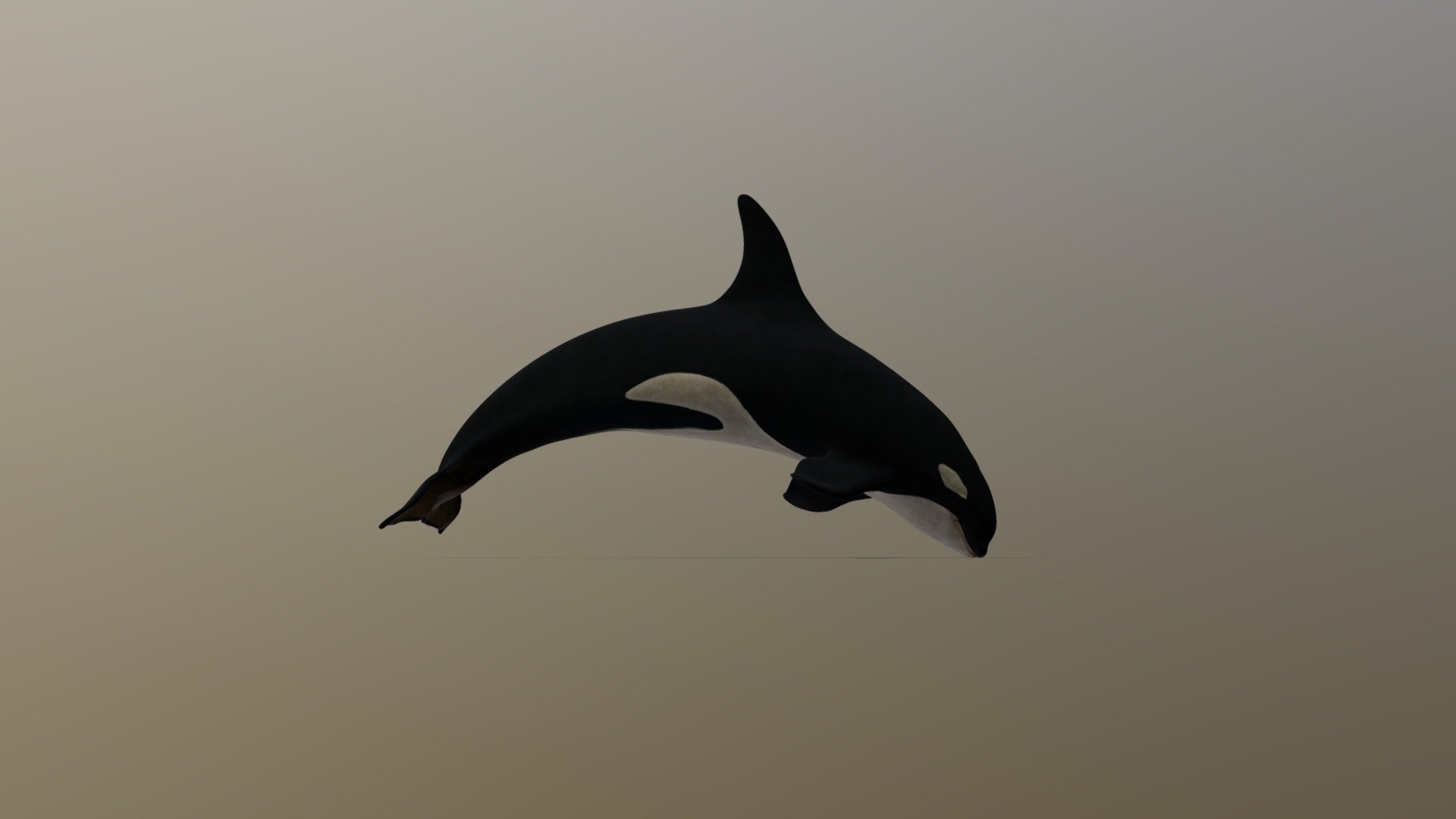 3D High-Poly Killer Whale. Inspirtion From 3D Viwer App - Killer Whale - Download Free 3D model by SDPM Esare (@sdpm) 3d model