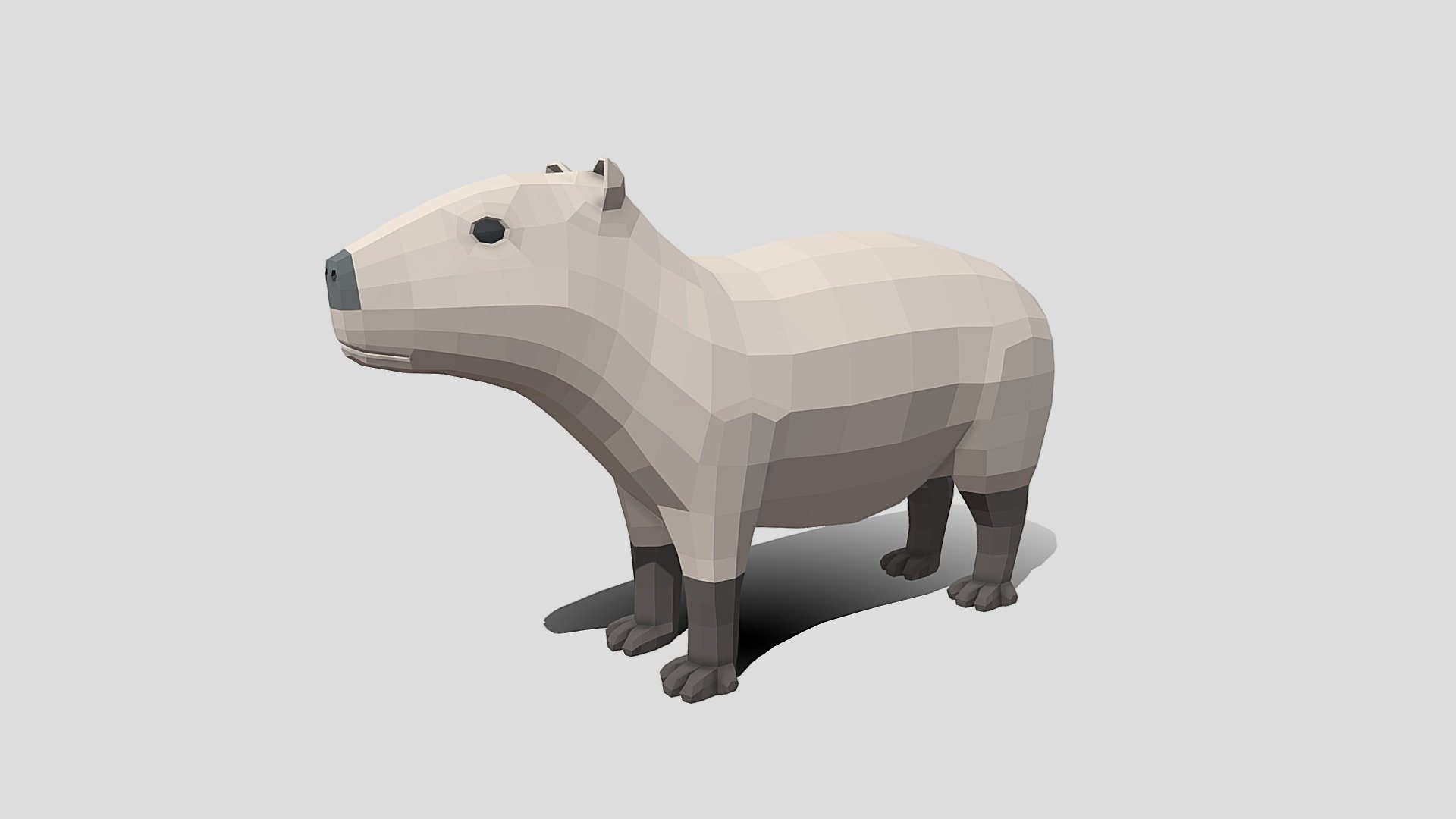 This is a low poly 3D model of a Capybara. The low poly Capybara was modeled and prepared for low-poly style renderings, background, general CG visualization presented as 1 mesh with quads only.

Verts : 1.022 Faces : 1.020.

The 3D model have simple materials with diffuse colors.

No ring, maps and no UVW mapping is available.

The original file was created in blender. You will receive a 3DS, OBJ, FBX, blend, DAE, Stl, gLTF.

All preview images were rendered with Blender Cycles. Product is ready to render out-of-the-box. Please note that the lights, cameras, and background is only included in the .blend file. The model is clean and alone in the other provided files, centred at origin and has real-world scale 3d model