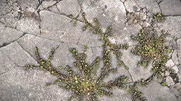 Purslane weed growing in cracked concrete debris, cracked, weed, destroyed, decay, decayed, wreckage, weeds, overgrown, photometricstereo, overgrowth, photometrics, photoscan, photogrammetry, purslane, entrophy, pusley, pigweed, commonpurslane