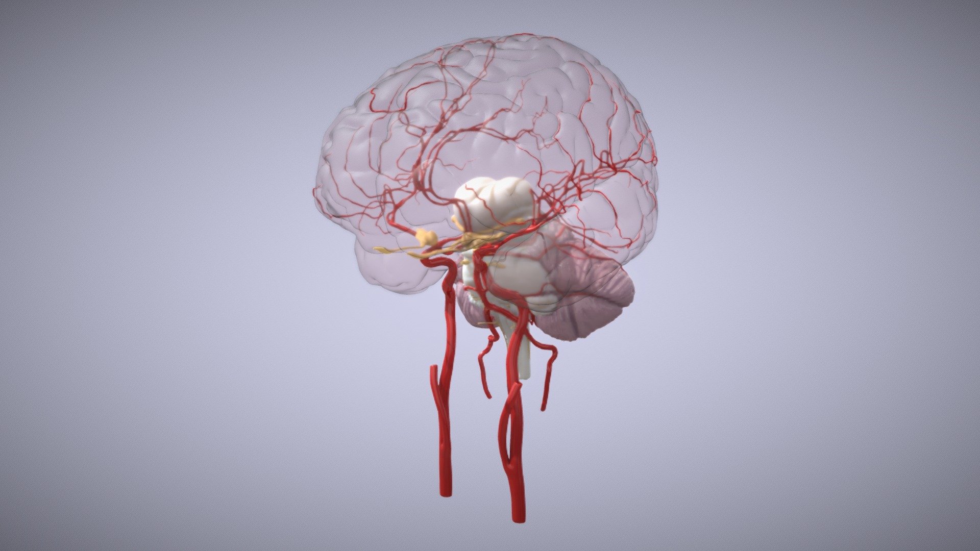 This model shows a part of the anatomy of the human brain.
You see the cortex, part of the truncus cerebri with an abstract form of the diencephalon on top, the cerebellum, some of the main nerves and some of the main arteries.
This model is a byproduct as a part of my bachelor project in scientific visualization.

Its made with ZBrush and Cinema4D. Basis of the anatomy for this model is from the book 
&ldquo;Rudolf Nieuwenhuys, Jan Voogd, Christiaan van Huijzen-The Human Central Nervous System-Steinkopff (2007)