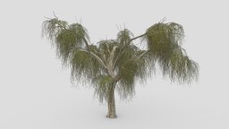 Weeping Willow Tree-11