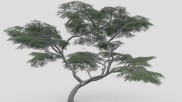 Acacia Tree-S20 tree, acacia, 3d-acacia, lowpoly-acacia