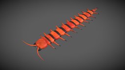 Centipede worm (Orange-Black)