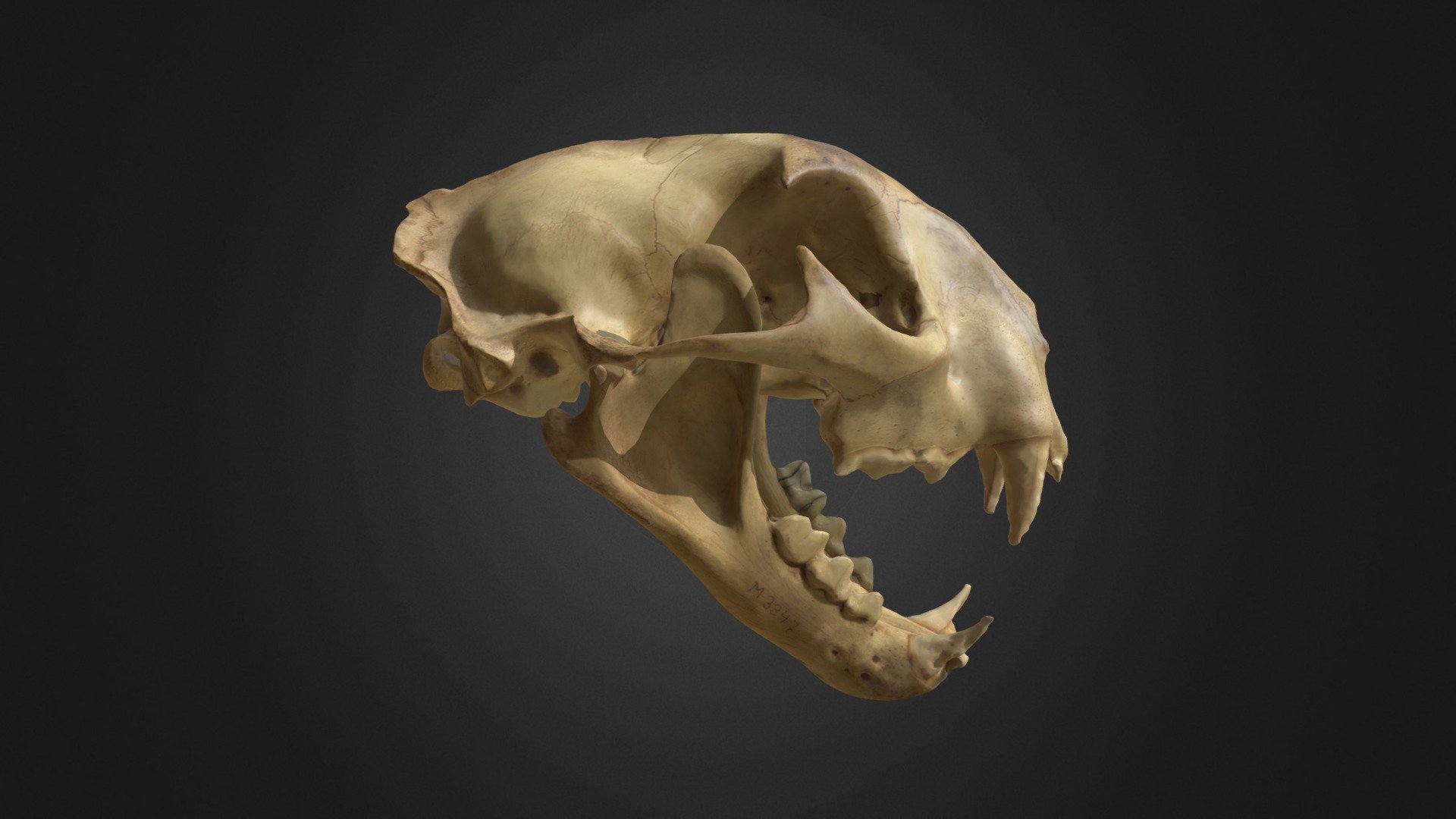 Cougar skull - Puma concolor - 3D model by AJL 3d model