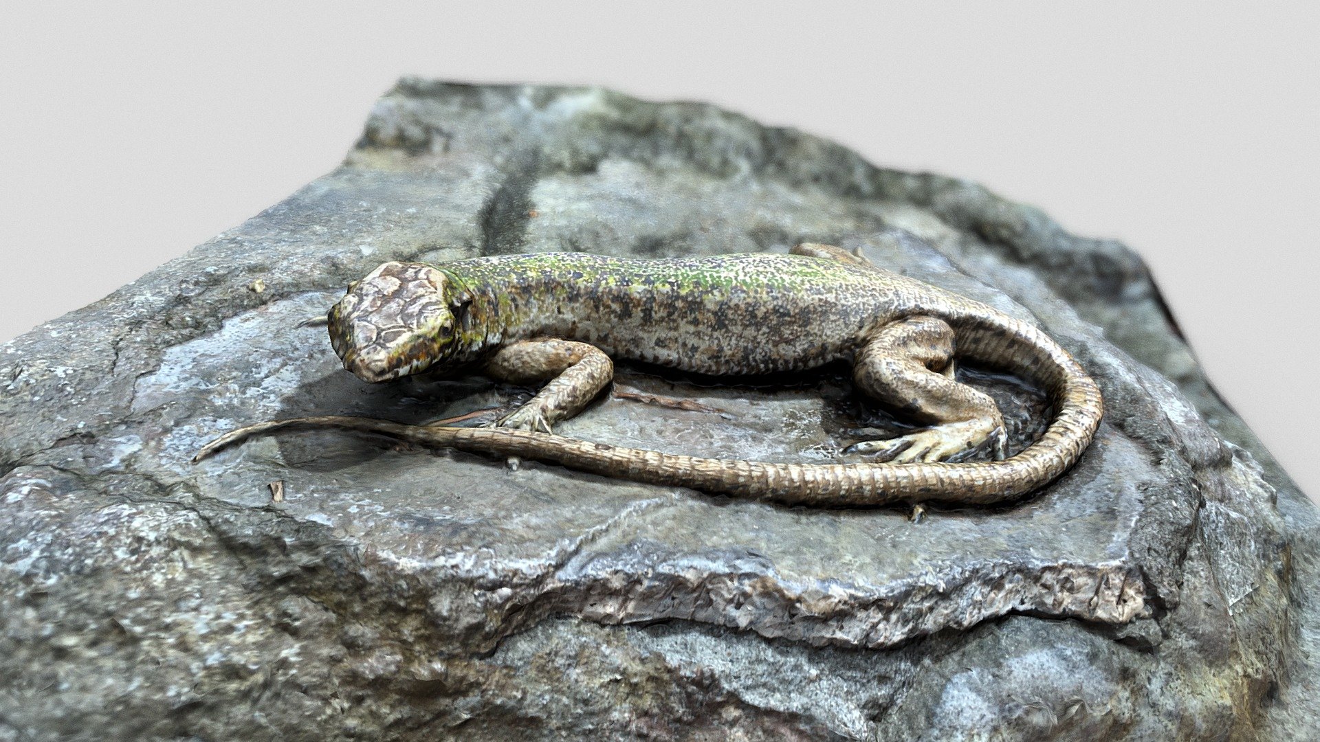 Fake lizard from Prospect Park zoo.

33 photos processed with Photogramtree https://www.ubicolor.com/photogramtree - Lizard - Download Free 3D model by alban 3d model