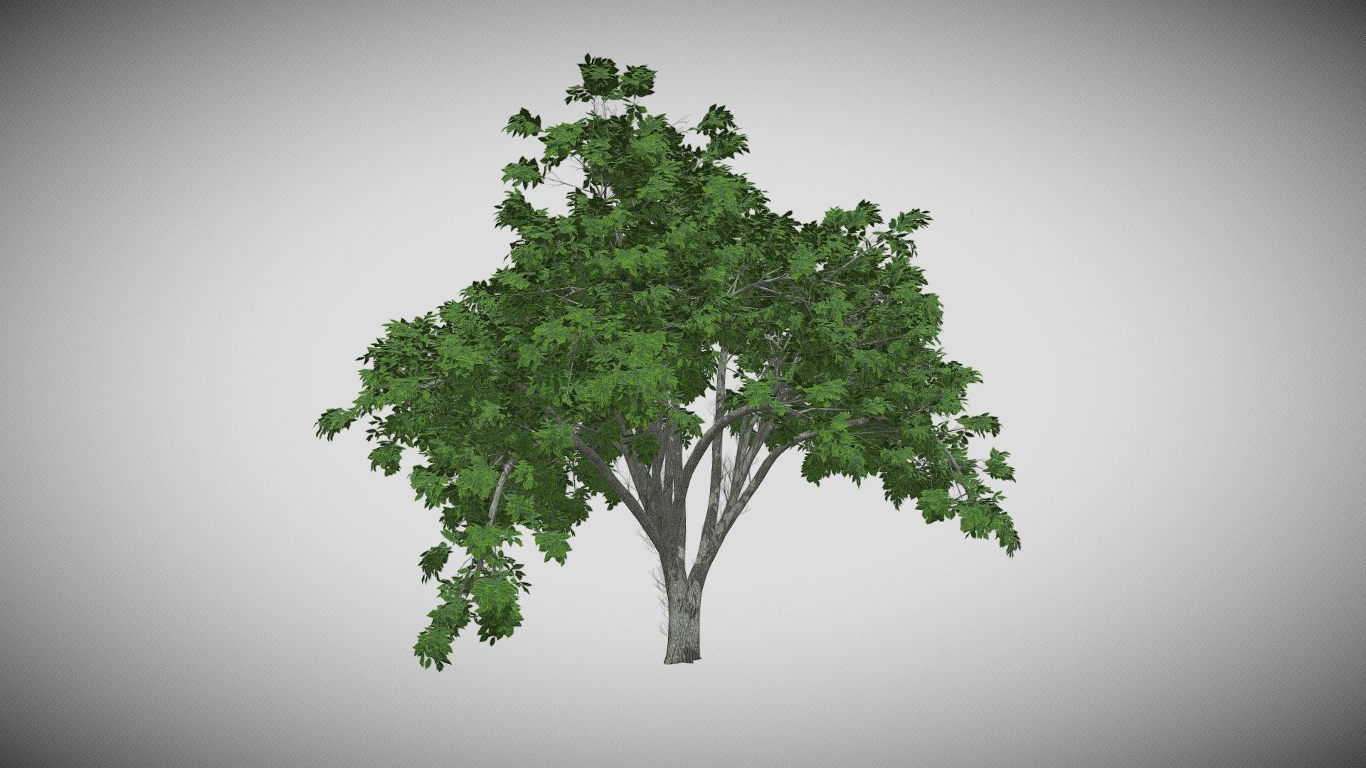 Features:




Vray &amp; Corona Render Engine Ready

OBJ &amp; Max Format

3DS Max 2015

Optimized

Clean Topology

Up to 99% Quad

Unwrapped Overlapping

Real-World Scale

Transformed into zero

Grouped

Objects Named

Materials Named

Up to 4K Textures map
 - American Elm Tree - Buy Royalty Free 3D model by DATEC_Studio 3d model