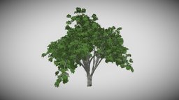 American Elm Tree tree, green, plant, forest, terrain, organic, garden, exterior, hill, elm, mountain, decotec, wood