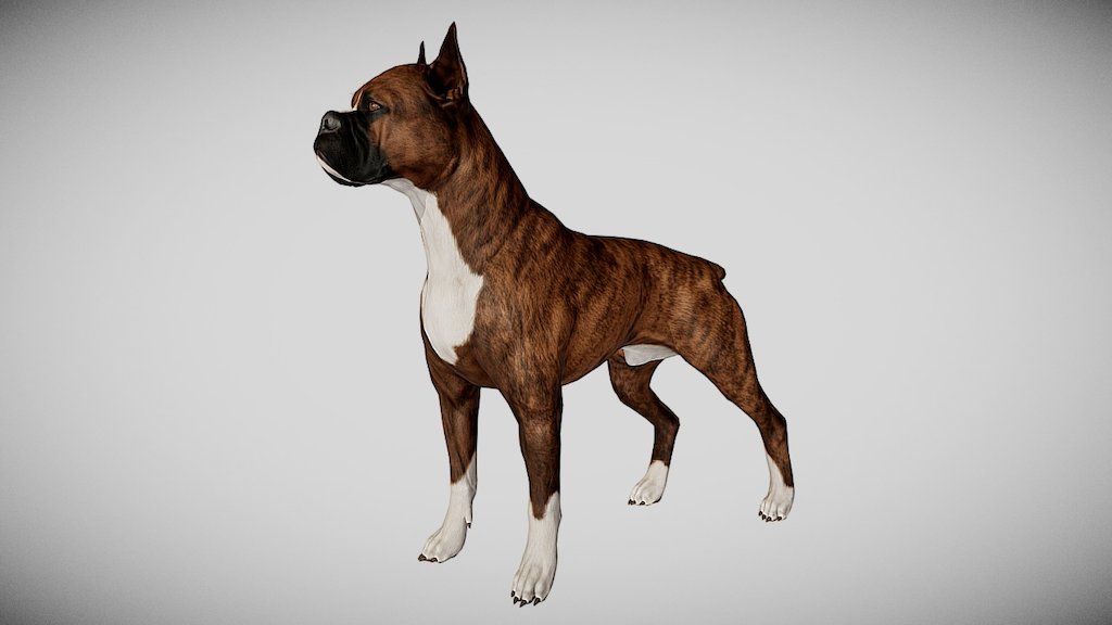 This model is optimized for the next-gen real time engines such as Unreal Engine or Unity, however it may be used with other renderers (i.e. mental ray, v-ray, etc). Fully textured, it has clean and efficient edge flow, following the anatomy of the dog. This model can be purchased HERE - Boxer Dog - 3D model by alexlashko 3d model
