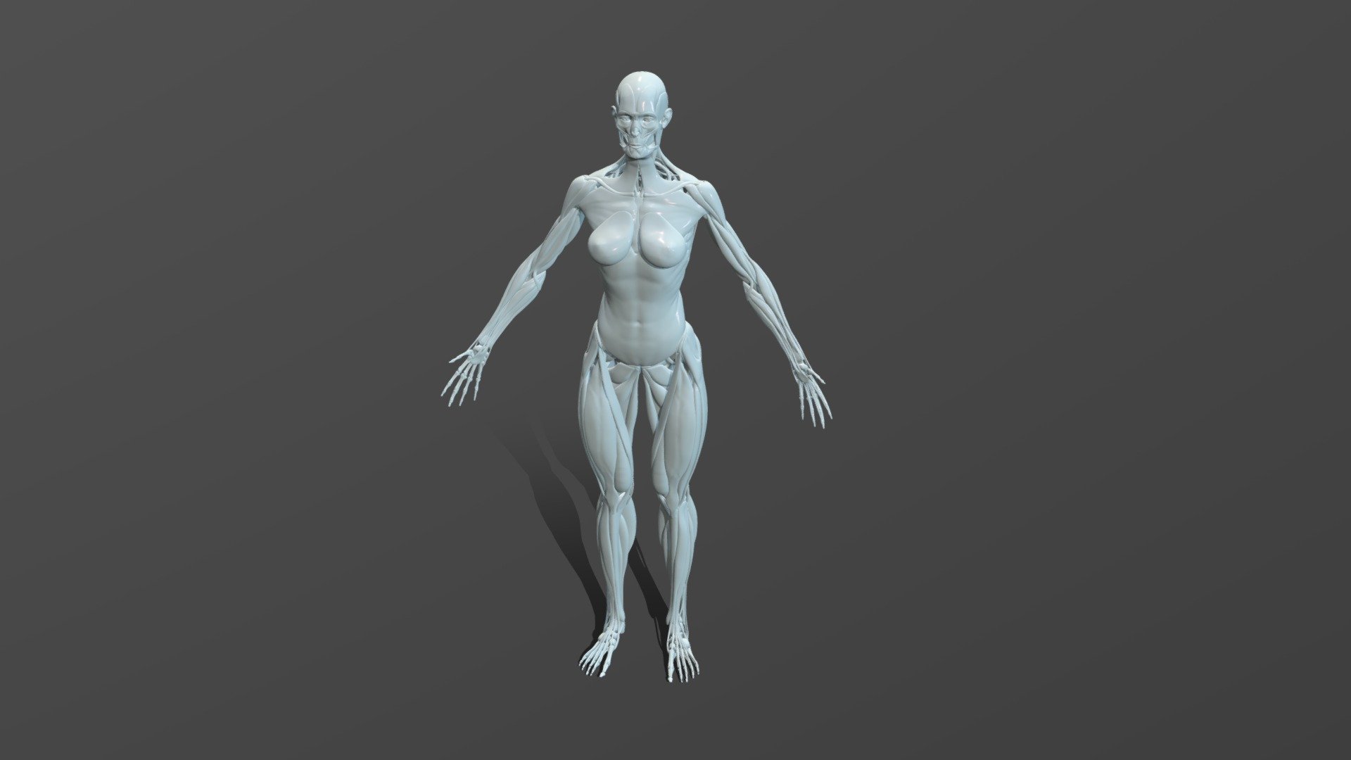Female Ecorche I made to better understand the muscles and form of the female Anatomy. Enjoy! - Female Ecorche - 3D model by Adam Kaufman Art (@adamakaufman) 3d model