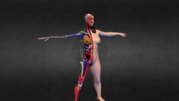 Female Disecction NO ANIMATION all systems body, anatomy, system, women, bodyscan, systems, medicine, woman, breast, uterus, bladder, girl, female, medical, human