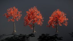Red Maple 6 Variations trees, tree, plants, maple, nature, environment, mapletree, redmaple