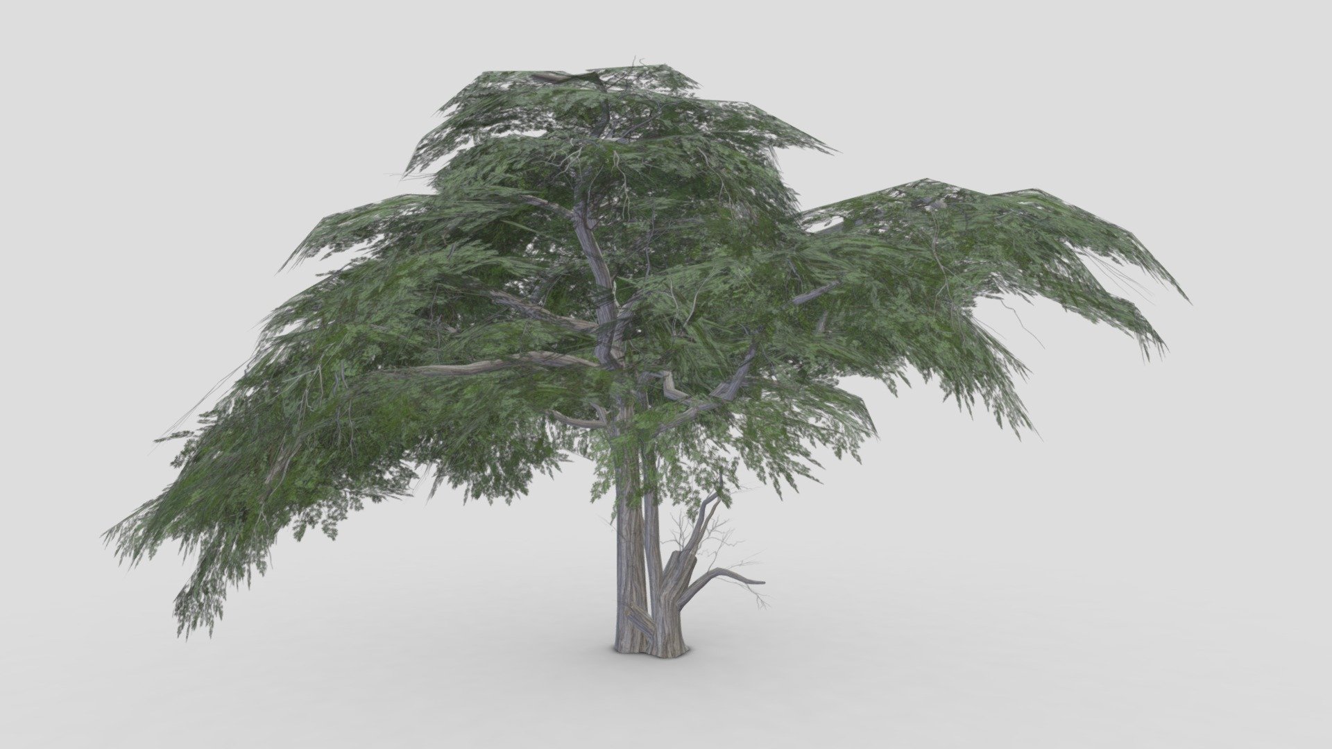 I tried to work on Acacia Tree 3D model. So after a long time I made this 3D low poly model of Acacia Tree 3d model