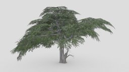 Acacia Tree- 13