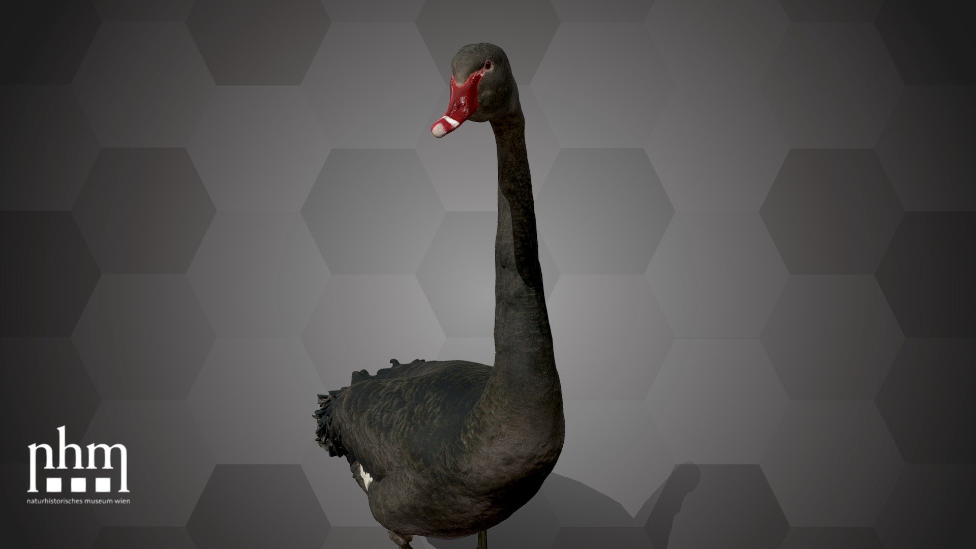 3D scan of a black swan (Cygnus atratus), a large bird which is native to Australia and Tasmania. Fully grown black swans can be up to about 1.40 meters long and weigh up to 9 kilograms.

In Austria the black swan is an alien species which breeds irregularly elsewhere. In Vienna a breeding population with up to 170 individuals became extinct in the late nineties.

The exhibited specimen has been donated to the NHM Vienna in 1921 by the “Tiergarten Schönbrunn”.

This black swan can be found in Hall 30 of the Natural History Museum Vienna.

Specimen: Cygnus atratus (Latham, 1790)

Inventory number: NHMW-Zoo1-VS 63420

Collection: Natural History Museum Vienna, 1st Zool. Dept., Bird Coll. (curator: Swen Renner)

Find out more about the NHM Vienna here.

Scanned and edited by Anna Haider and Viola Winkler (NHMW)

Scanner: Artec Leo. Infrastructure funded by the FFG 3d model