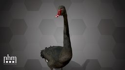 Black Swan (NHMW-Zoo1-VS 63420)