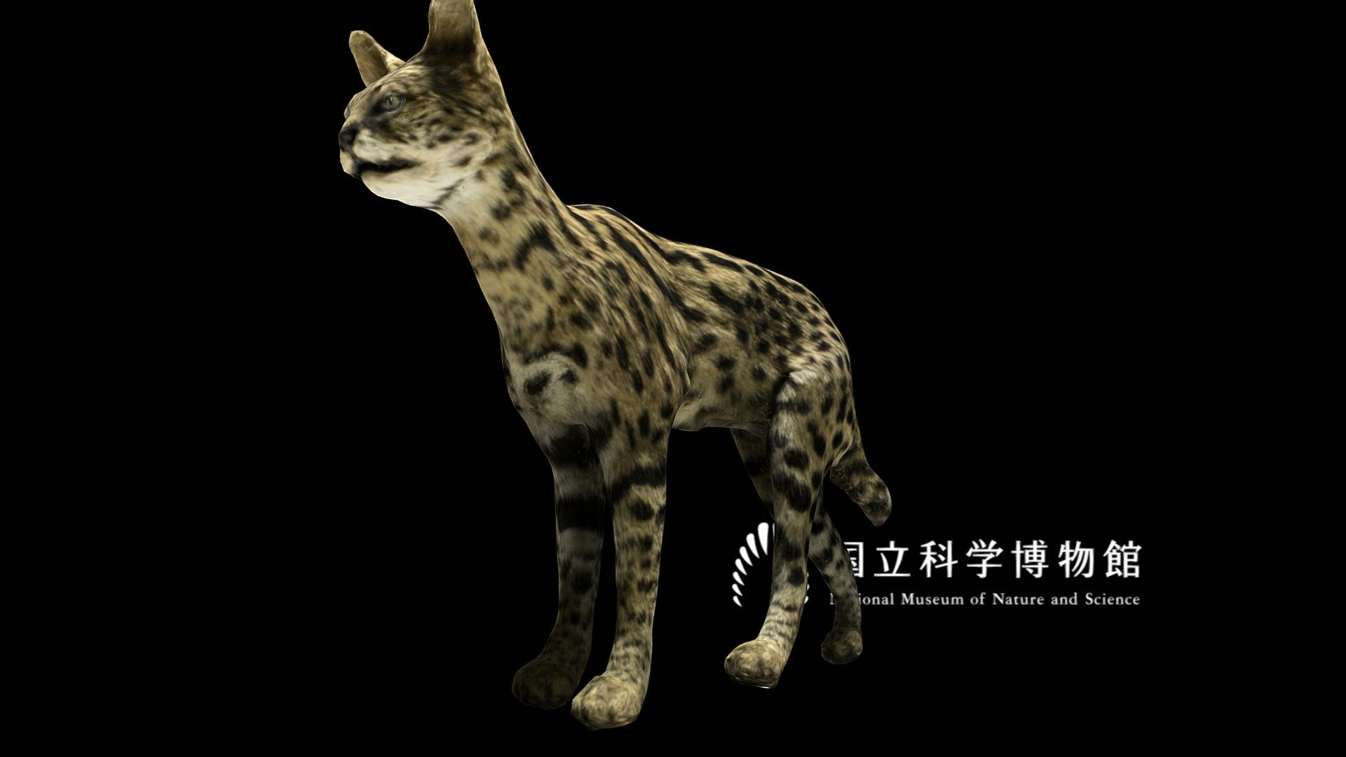 ■ About specimen



Scientific name : Leptailurus serval

Japanese vernacular name : サーバル

English vernacular name : Serval

Specimen type : Taxidermy specimen

Collection date : 1988-10

Collection place : Dire Dawa, ETHIOPIA

See also : record page on the &ldquo;Yoshimoto 3D