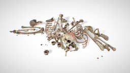 Bones Remains Skeletons