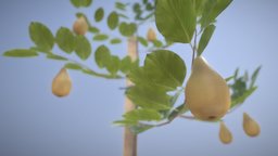 Small Pear Tree Summer 2 Meter tree, green, plant, food, pear, fruit, garden, small, baum, nature, game-ready, small-tree, vis-all-3d, sommer, 2-meter, binenbaum, pear-tree, 3dhaupt, four-seasons, 4k-textures, software-service-john-gmbh, low-poly, lowpoly, wood, leaves