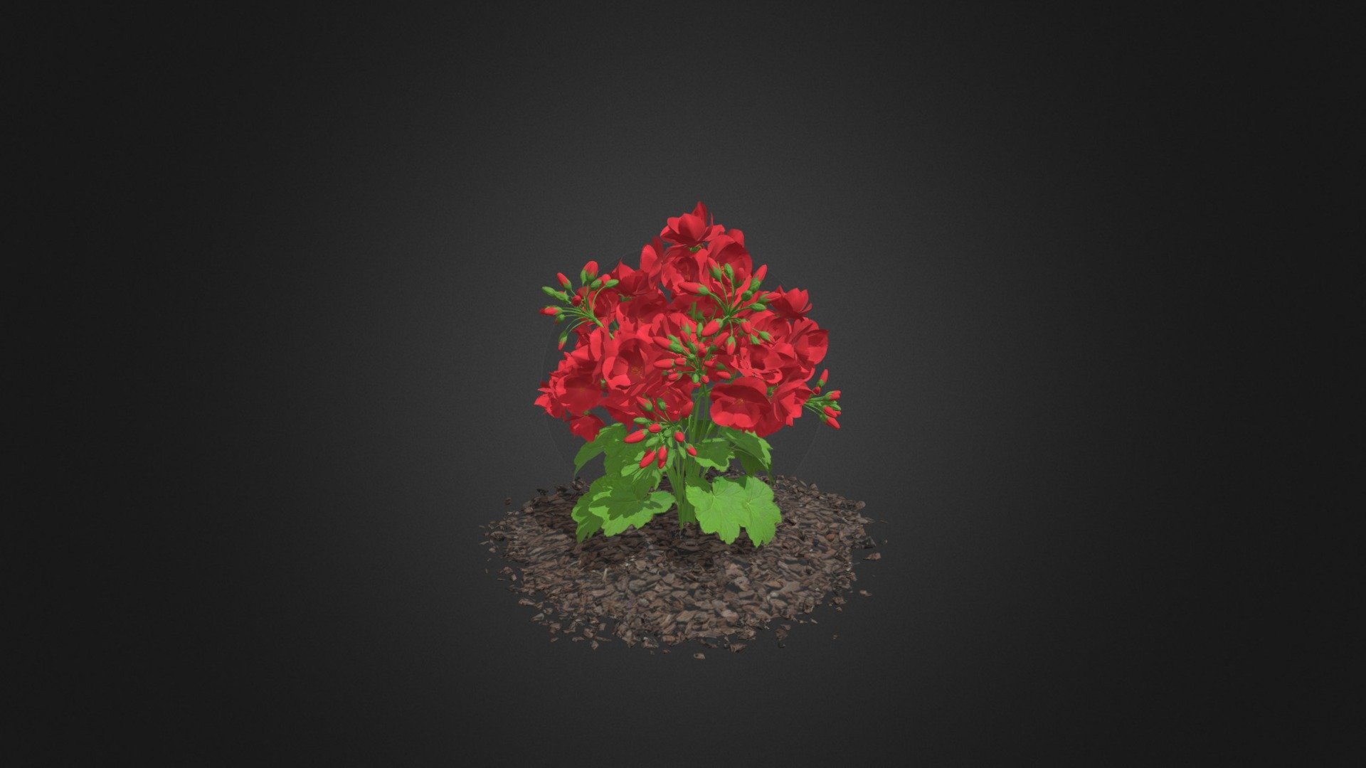 3d model of geranium flowers (Geranium caespitosum). Height: 40cm. Compatible with 3ds max 2010 or higher and many others 3d model