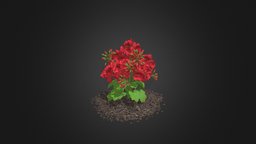 Red Geraniums (Geranium caespitosum) plant, red, forest, flower, vray, exterior, shrub, park, leaf, fbx, max, nature, flowering, geranium, quince, maya, c4d