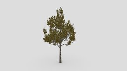 Young Kauri tree- S1