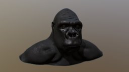 Gorilla sculpting, realistic, gorrila, blender, blender3d, animal