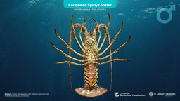 Caribbean Spiny Lobster (Male) marine, biology, caribbean, ocean, 3dscanning, reefs, education, science, educational, reef, lobster, reefcoral, oceanlife, aminal, 3d, model, zbrush, marine-biology