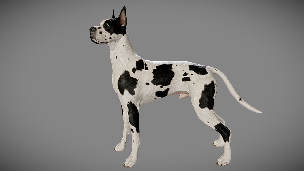 This model is optimized for the next-gen real time engines such as Unreal Engine or Unity, however it may be used with other renderers (i.e. mental ray, v-ray, etc). Fully textured, it has clean and efficient edge flow, following the anatomy of the dog. This model can be purchased HERE - Great Dane - 3D model by alexlashko 3d model