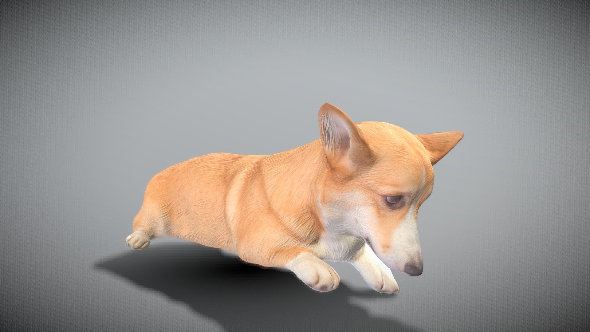 This is a true sized and highly detailed model of a young charming Corgi dog. It will add life and coziness to any architectural visualisation of houses, playgrounds, parques, urban landscapes, etc. This model is suitable for game engine integration, VR/AR content, etc.

Technical specifications:




digital double 3d scan model

100k &amp; 30k triangles | double triangulated

high-poly model (.ztl tool with 5 subdivisions) clean and retopologized automatically via ZRemesher

sufficiently clean

PBR textures 8K resolution: Diffuse, Normal, Specular maps

non-overlapping UV map

no extra plugins are required for this model

Download package includes a Cinema 4D project file with Redshift shader, OBJ, FBX, STL files, which are applicable for 3ds Max, Maya, Unreal Engine, Unity, Blender, etc. All the textures you will find in the “Tex” folder, included into the main archive.

3D EVERYTHING

Stand with Ukraine! - Welsh corgi 44 - Buy Royalty Free 3D model by deep3dstudio 3d model