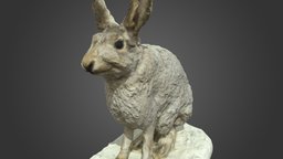 NSMT-M32036 Snow Shoe Hare カンジキウサギ Taxidermy