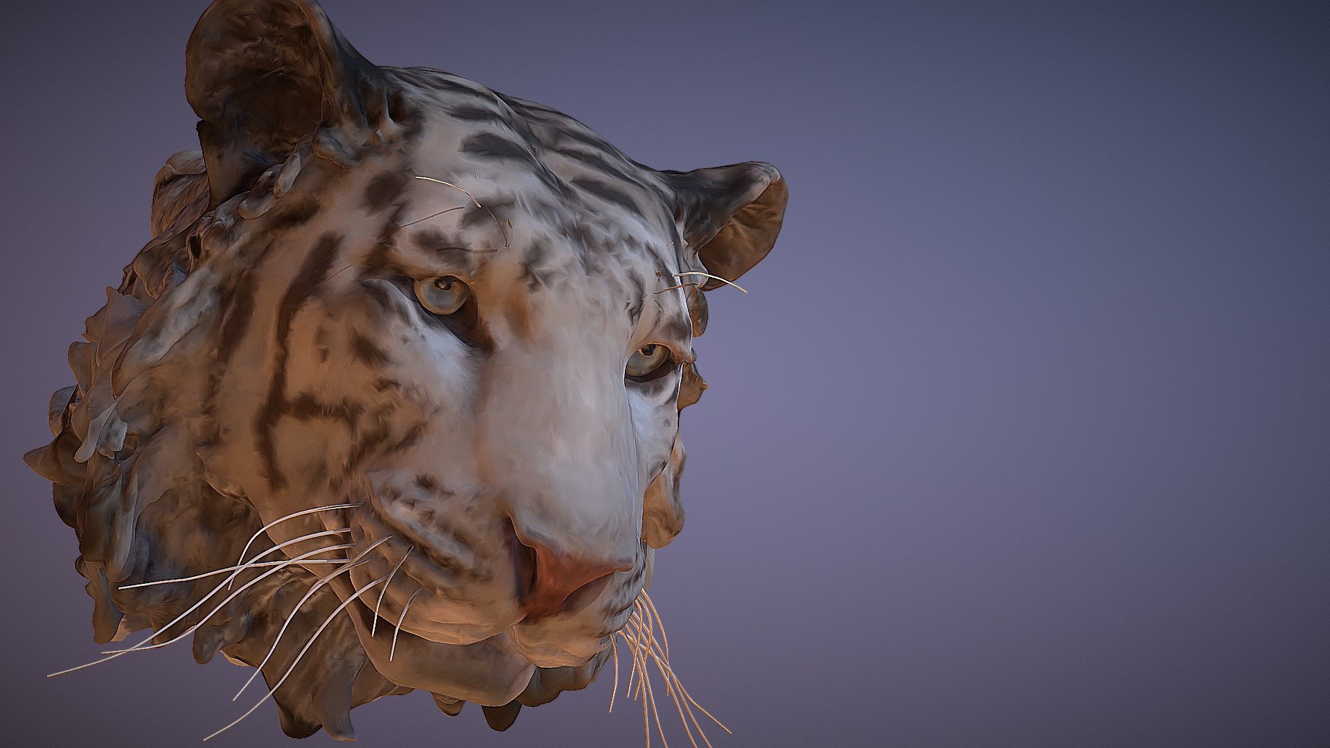 3D modeling of a beautiful and very adorable female Bengal Tiger named Lily which I met at Rancho Las Lomas in 2016 3d model