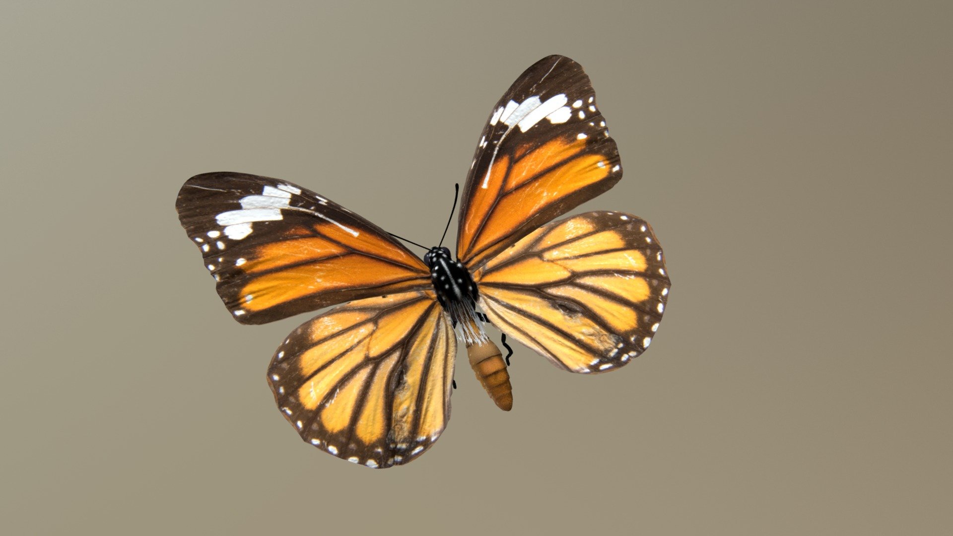 butterfly - 3D model by Glacier (@irvingao) 3d model