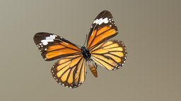 butterfly modo