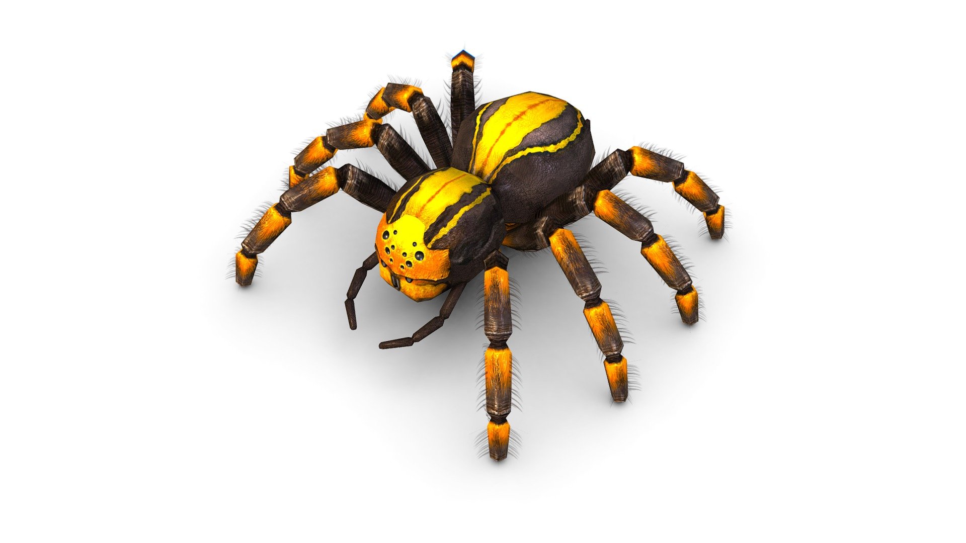 LowPoly Gigant Tarantula Spider, 1024x1024 texture size (nirmal,difuse,specular) - LowPoly Gigant Tarantula Spider - Buy Royalty Free 3D model by Oleg Shuldiakov (@olegshuldiakov) 3d model