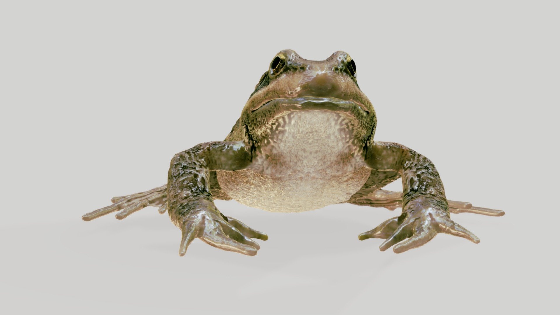 Same frog as here: https://sketchfab.com/models/1016e54d2d3249f28a75aa0b809a15c9 but with some small animated features. Just to see if all animation imports into sketchfab as I intend it to do 3d model