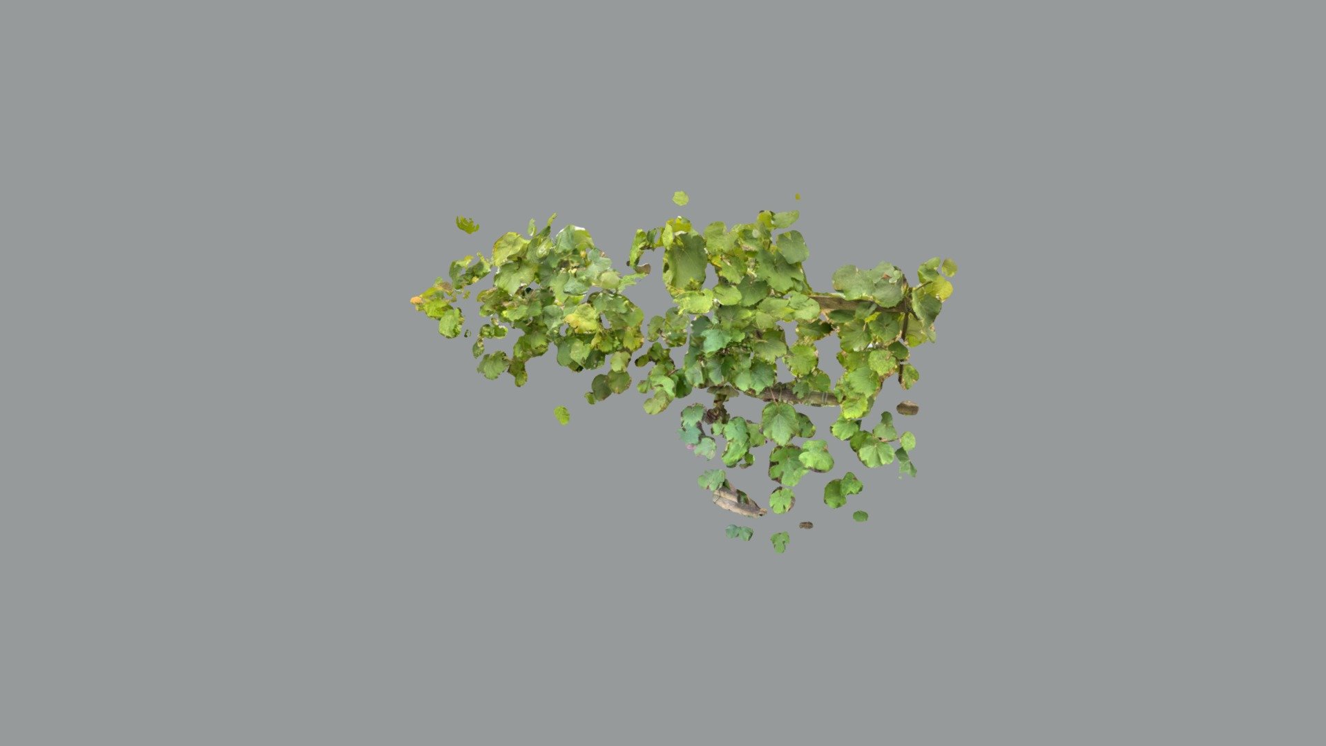 Grape vines - Download Free 3D model by tribeimmersive 3d model