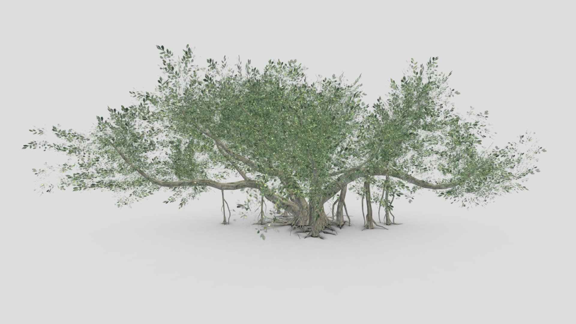 This is my concept of the Chinese Banyan Tree. This is a 3D low poly model of a Chinese Banyan Tree 3d model