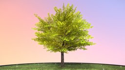 Kastanie 12 Meter tree, grass, baum, game-ready, blender-3d, chestnut, kastanie, vis-all-3d, sommer, baum-module-4, leaf-tree, 3dhaupt, low-poly, lowpoly, noai, rosskastanie, european-horse-chestnut