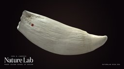 Sperm Whale Tooth marine, anatomy, biology, mammal, tooth, whale, risd, skull, bones