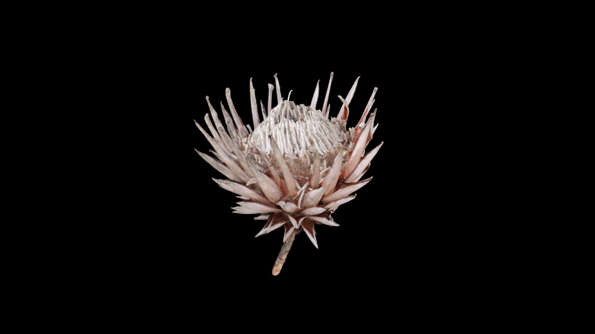 Dried King Protea from the Cape Floral Kingdom, South Africa

Created with Sony AR7ii using 70 images in outdoor overcast lighting conditions - King protea flower - Buy Royalty Free 3D model by Stephen_Wessels 3d model