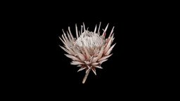 King protea flower plant, flower, southafrica, fynbos, photogrammetry, driedflowers, protea, kingprotea