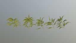 Fern Pack plant, forest, grass, pack, fern, foliage, bush, png, 1k, blender, pbr, cycles
