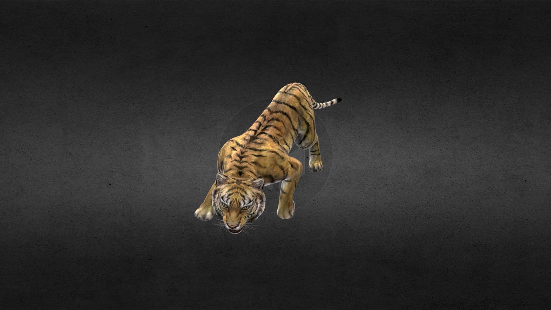 tiger - Tiger - 3D model by llllline 3d model