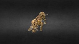 Tiger tiger, animal
