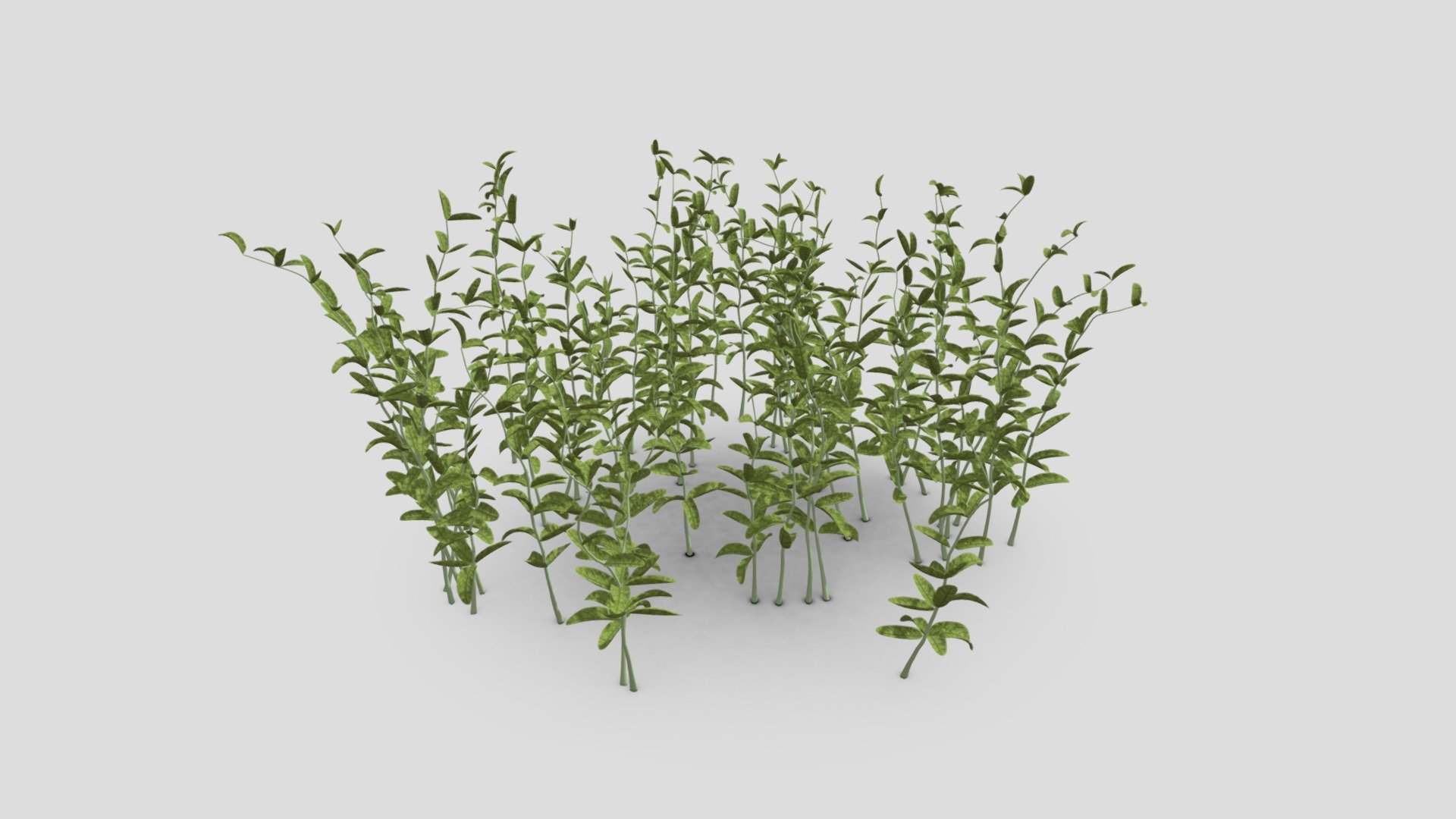 Plant to CleverAI
this Plant only remeber our freind CleverAI. In this model we try yo use nature texture to provide realistic model. we hope tp provide the best model in future 3d model