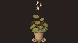 House Plant (Saxifraga stolonifera)